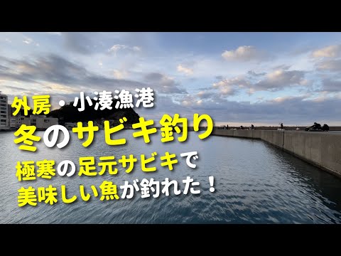 【外房】極寒の真冬に足元サビキ釣りで美味しい回遊魚を狙う！ in 鴨川・小湊漁港
