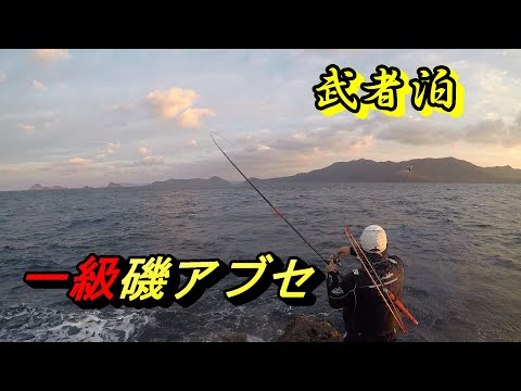 初釣【武者泊アブセ】グレ釣り