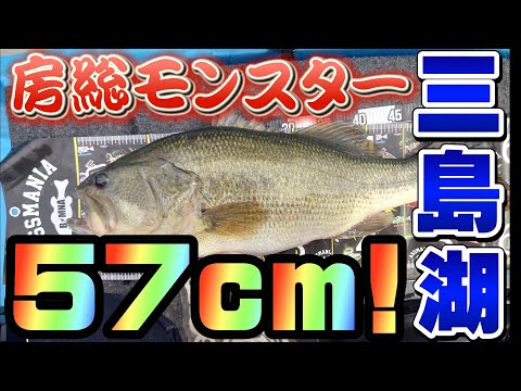【三島湖】これが!房総のモンスター級バス! バス釣り バスフィッシング【三島ダム】