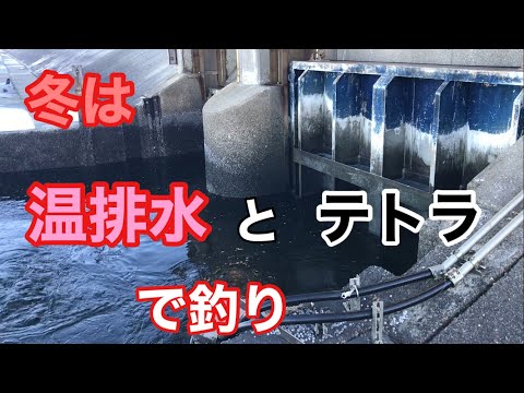 冬は温排水とテトラでの釣り 三河湾