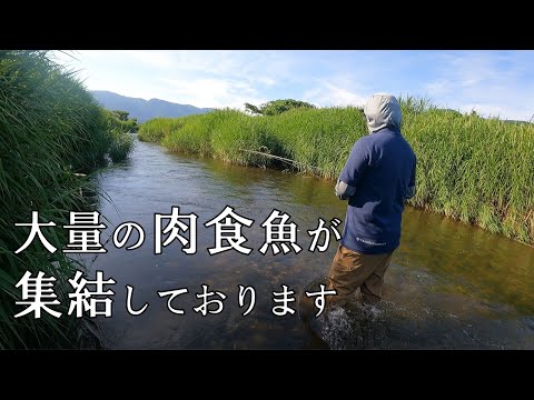 【魚の宝庫】日本一の湖に流れ込む川で釣りをしてみたら想像以上の釣れっぷりに驚愕した