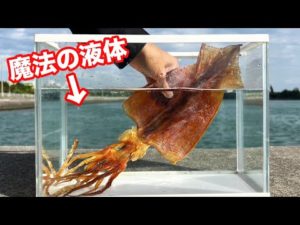 【復活】スルメを〇〇液に一晩つけると…