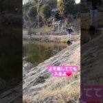 よそ見してても入るよ❤️ #釣り  #スキッピング #バス釣り