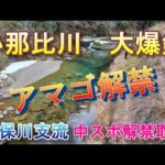 【小那比川　渓流解禁】釣り人少なく成魚アマゴ大爆釣！