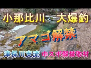 【小那比川 渓流解禁】釣り人少なく成魚アマゴ大爆釣!