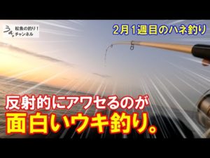 大阪湾奥、反射神経のハネ釣りが面白い。2月1週目のエビまき釣り。