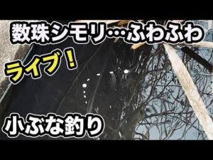 【ライブ】二段数珠シモリ仕掛けで寒の小ブナ釣り