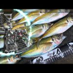 『和歌山』尺鯵が一晩で100匹以上釣れているだと⁉︎