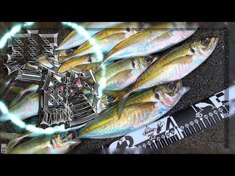 『和歌山』尺鯵が一晩で100匹以上釣れているだと⁉︎