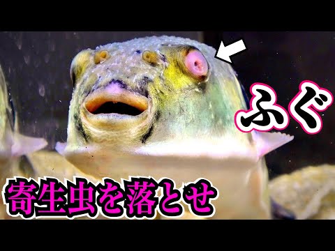 ボロボロのフグの寄生虫をキレイに落とすために淡水浴を試みる…【保護ふぐ17日目】