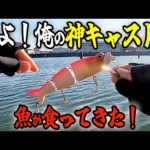 不器用No.1釣りYouTuberの100年に1度の神キャストはこちら【トビキチ/ビッグベイトシーバス】