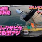 茨城県　久慈漁港　サビキ釣り　2月上旬　まだ釣れそうです　2023