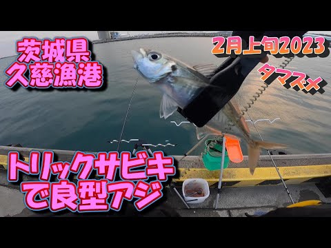 茨城県　久慈漁港　サビキ釣り　2月上旬　まだ釣れそうです　2023