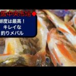 【中央市場】シケ前に入荷　鮮度は最高！釣りのメバル