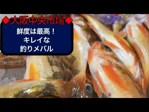 【中央市場】シケ前に入荷　鮮度は最高！釣りのメバル