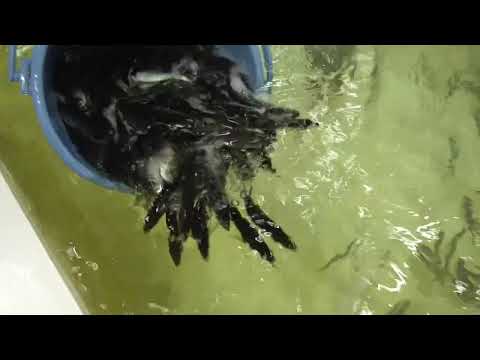 アオリイカ釣りのメッカ、和歌山南紀地方で狙ってみませんか？海水温度が低い2月ですが、例年に比べ釣れています。初めての方はウキ泳がせ仕掛けがお勧め。これならヤエンと違いテクニック不要です。