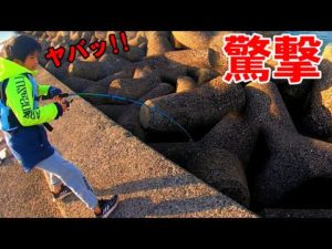 高級魚が荒喰いする堤防は子供もビビる生物が潜んでた！