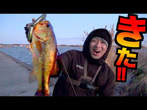 【バス釣り】今、霞ヶ浦がやばいことになってんぞ!!