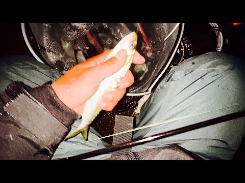 夜の堤防泳がせで釣る一度は食べて欲しい高級な大物。