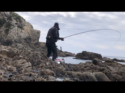 午前中だけでアタリ連発【磯釣り　グレ釣り】