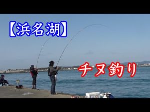 今最もアツい浜名湖でチヌ釣りして来ました