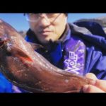 年中狙えるドンコの穴釣り!!!