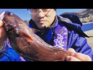 年中狙えるドンコの穴釣り!!!