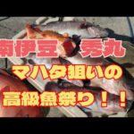 〚南伊豆　秀丸〛泳がせ釣り　マハタ狙いの高級魚祭り！