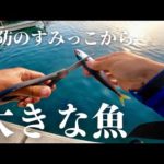 堤防のすみっこでサバを餌にすると70cmの大物がやすやすと釣れるこの釣りがスゴい