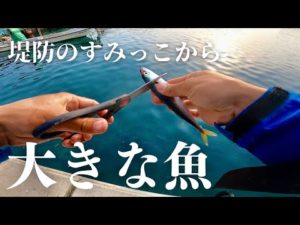 堤防のすみっこでサバを餌にすると70cmの大物がやすやすと釣れるこの釣りがスゴい