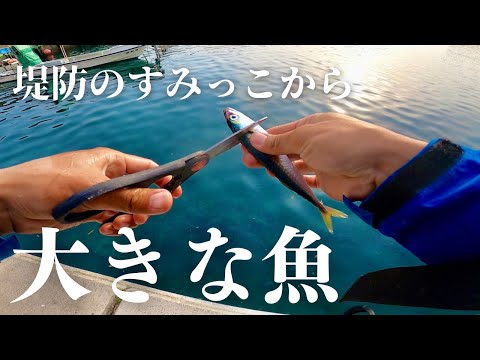 堤防のすみっこでサバを餌にすると70cmの大物がやすやすと釣れるこの釣りがスゴい