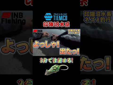 【バス釣り】トップでネズミバイト! #inb_fishing #野良ネズミ #印旛沼水系