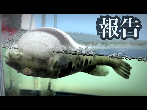 救うことができませんでした。