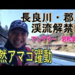 【長良川・郡上　渓流解禁】アマゴ釣り　天然躍動