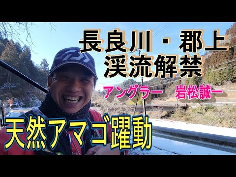 【長良川・郡上　渓流解禁】アマゴ釣り　天然躍動