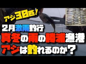 千葉県外房釣行。真冬の豪雨の中、勝浦漁港ではアジを釣る事が出来るのか?