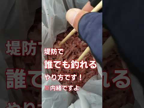 釣りで坊主にならない為に【堤防編】