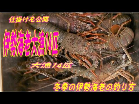 伊勢海老釣り大漁14匹 1 highlight