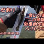 ハゼ釣り 食いの渋いこの時期に効果的な餌とハリとつけ方 2023年2月5日