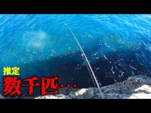 うじゃうじゃ集まって来た魚の中に餌を落とすと…