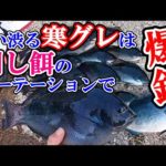 【ふかせ釣り】刺し餌のつけ方を工夫して寒グレ爆釣！オキアミのつけ方一つで釣果倍増します。