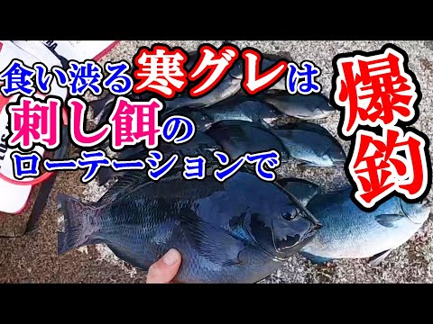 【ふかせ釣り】刺し餌のつけ方を工夫して寒グレ爆釣!オキアミのつけ方一つで釣果倍増します。