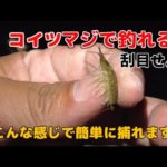 真冬に爆釣！？フナムシとかいう海のゴキブリを拾って釣りをしよう！