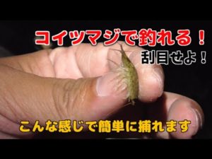 真冬に爆釣！？フナムシとかいう海のゴキブリを拾って釣りをしよう！