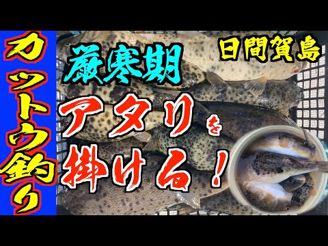 【カットウ釣り】ヒガンフグの聖地で今季ラストのフグ釣り 厳寒期の低活性にアタリを出して掛ける！
