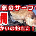 変な釣り方したらデカイ鯛 釣れた！ 人気のサーフ つり【182回目】