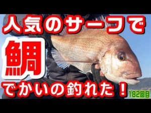 変な釣り方したらデカイ鯛 釣れた！ 人気のサーフ つり【182回目】