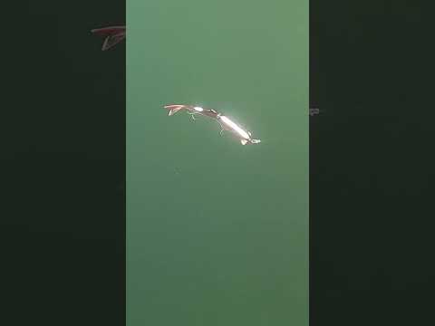 全身が柔らかいビッグベイト。#ビッグベイト #霞ヶ浦バス釣り