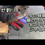 ハゼ釣り 今の時期 餌のつけ方 ネコリグ ジャリメ 2023年2月4日