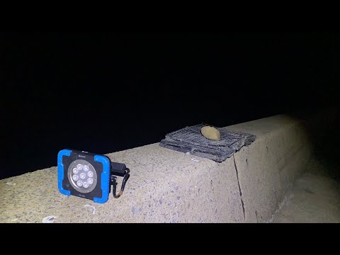 生配信でヤリイカを釣りたい。【そしてウキは沈んだ】